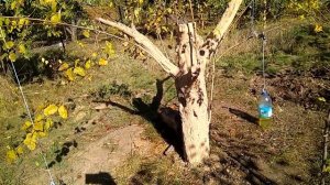 Лечение чёрного рака яблони,  часть 5.  Длительность 1:34