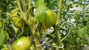 Сорт томата Ярсон 8 - хорош во всем 08,06,23