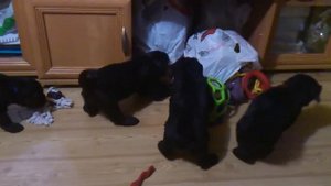 "М" помет - первый выход из гнезда в 30 дней