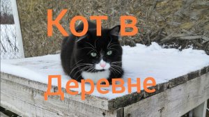 Кошки /Деревенские разборки #кошки #деревня #животные