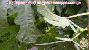 Формировка второго урожая плодов инжира