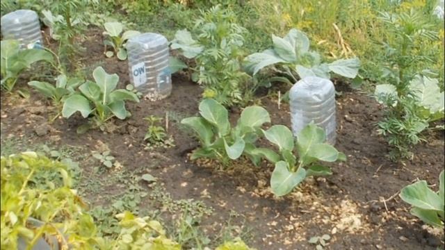 Капуста. Как я выращиваю капусту смотреть онлайн