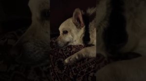 Собака певец, необычная собака, поет под гармошку