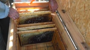 Собираем в зиму слабые семьи улей лежак отводок и рой слабаки