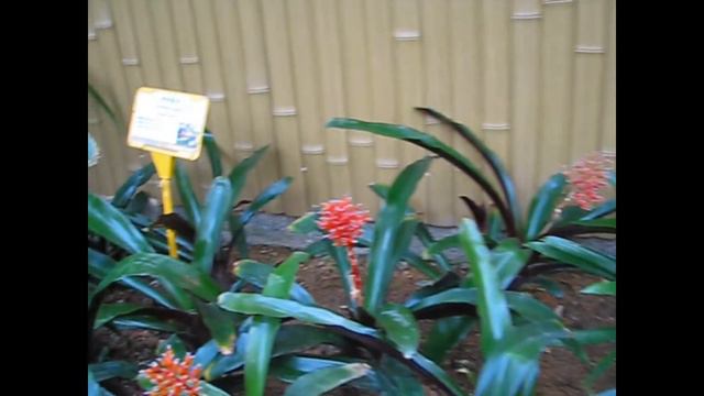 Гуд бай, Гонконг: ботанический сад для ботаников, как я (очень много орхидей) смотреть онлайн