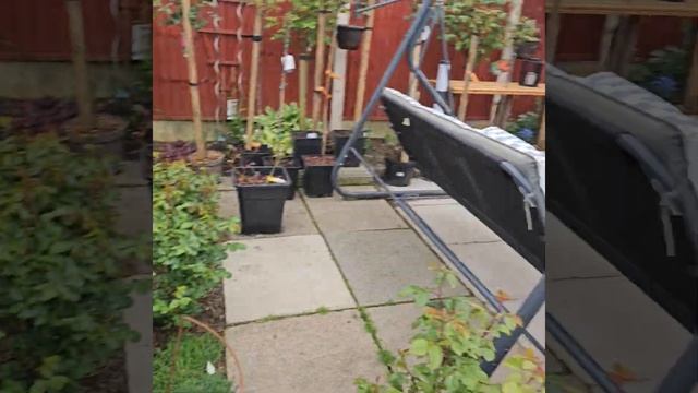 Повреждение листвы у роз. Розы и Морозы 3 мая 2023 г. смотреть онлайн