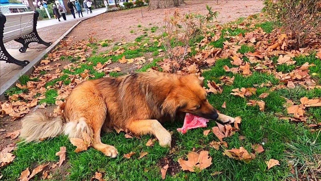Накат волн , ветра нет. Набережная. Собаки. Ялта осенью / Жизнь в Ялте