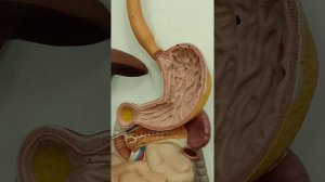 Practical Anatomy - GIT Module - Digestive System