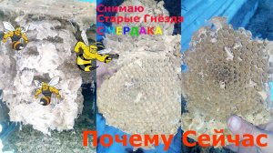 Убираю старые гнёзда шершней с чердака ЗАЧЕМ???