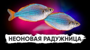 Неоновая радужница (Melanotaenia praecox)