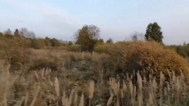 охота с русской гончей на косулю смотреть онлайн