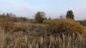 охота с русской гончей на косулю