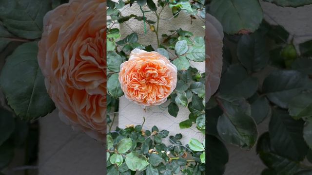 Crown Princess Margareta Rose David Austin Rose #rose #davidaustinroses #flower  #rosegarden