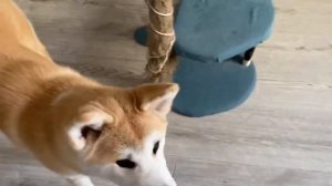 ДОМАШНЯЯ ДРЕССИРОВКА? Повторяем команды с щенком АКИТА ИНУ?