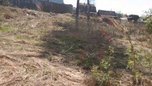 Как купить не вонючего козла. Породы козлов которые воняют. Мое мнение!