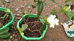 Variegated Gardenia in Bloom