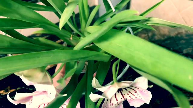 Кто отгадает? Miltoniopsis Maui Mist Golden Gate. На какой секунде ролика его настоящий цвет? ❤️😁 смотреть онлайн