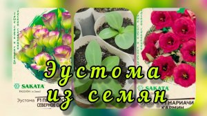 Эустома из семян. Пересадка эустомы. Рассада эустомы 2 месяца. Выращивание эустомы.