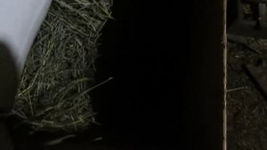 Осмотр Маточника. КОГДА, КАК и для ЧЕГО нужно осматривать гнездо крольчихи после окрола!