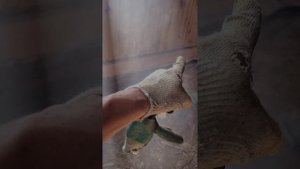 Замена пола и венцов