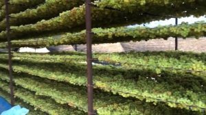 Как делают изюм  / How to make raisins