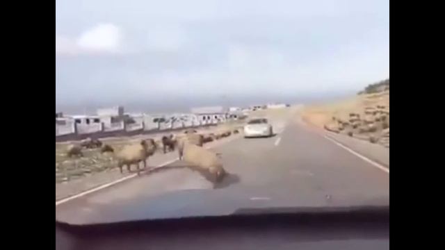 Не в то время , не в том месте!)) #5... смотреть онлайн