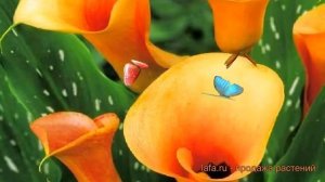 Калла обыкновенная Хамелеон (calla cameleon) ? Хамелеон обзор: как сажать, луковицы каллы Хамелеон