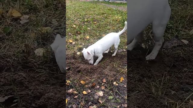 Джек Рассел охотник в работе смотреть онлайн