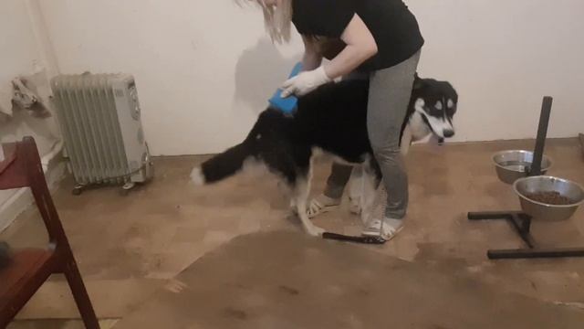 ??УХОД ЗА ХАСКИ?? ХАСКИ И ЛИНЬКА //КАК МЫ ЭТО ДЕЛАЕМ? смотреть онлайн