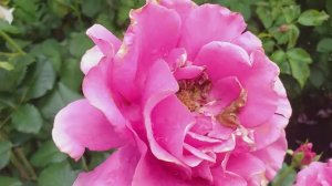 Роза Александра Ренессанс - обзор во время дождя