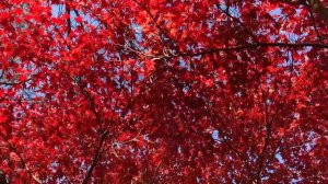 Осень в КАНАДЕ часть 2 🍂 ВЛОГ 🇨🇦 High Park / Хай Парк 🍁 самая красивая осень / VLOG Жизнь в ТОРОНТО