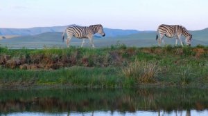 Удивительные звуки африканской зебры в дикой природе!?