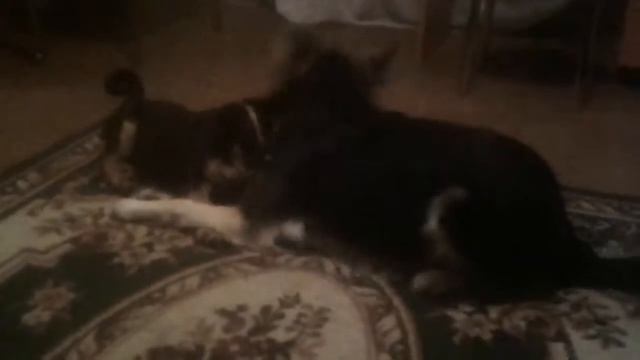 игра собак смотреть онлайн