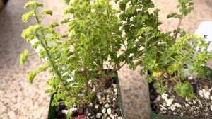 Pelargonium crispum with lemon scented leaves!  Cool and pretty plant 😍👍🍋🌿💐💚