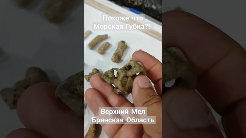 Предположительно окаменевшая морская губка