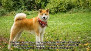 Собаки, похожие на хаски