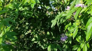 Экзотика в Ростовской области. Пассифлора Инкарната