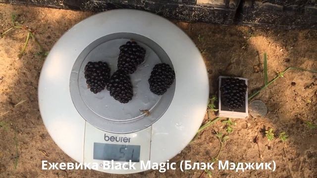Саженцы ежевики. Магическая сила ежевики Блэк Мэджик - Black Magic смотреть онлайн