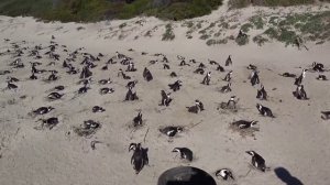 Тайна смерти Николы Тесла. Выпуск 5 (04.02.2019). НИИ РЕН ТВ