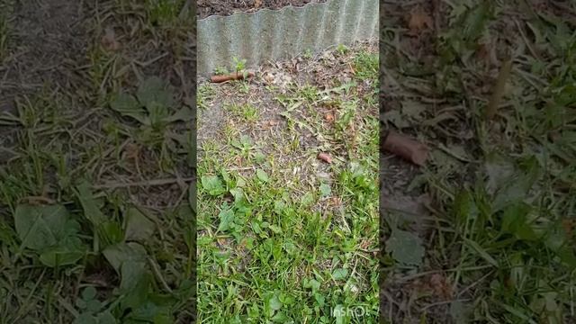 Кормление ёжика. Воспоминание о лете 2019 смотреть онлайн