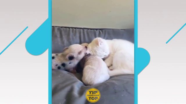 Приколы с котиками / Забавные коты  / Видео с котиками