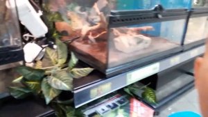 ВЛОГ ; Зоомагазин♦️Покупки для наших питомцев? Наша кошка ♦️Попугай Неразлучник