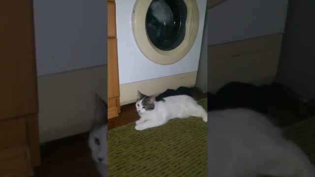 Мурка помогает стирать. смотреть онлайн