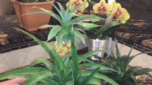 Выращивание ананаса в домашних условиях. Размножение ананаса. Собираем урожай!