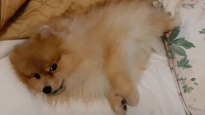 |КАК СПЯТ ШПИЦЫ?|2 ЧАСТЬ|?ПОМЕРАНСКИЙ ШПИЦ?|
