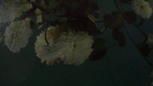 Ходят кони над рекою, ищут кони водопоя(к/ф "Бумбараш"(наброски)