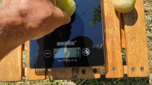 Слива Персиковая 09.08.2023