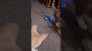 Интерактивный мячик для кошек с зарядкой через USB. Умный мяч для ктов. Interactive ball for cats.