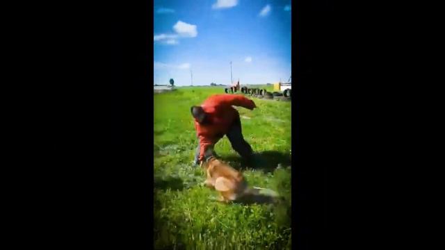 Дрессировка, Мондьоринг СПб, DOGS REGION 2020