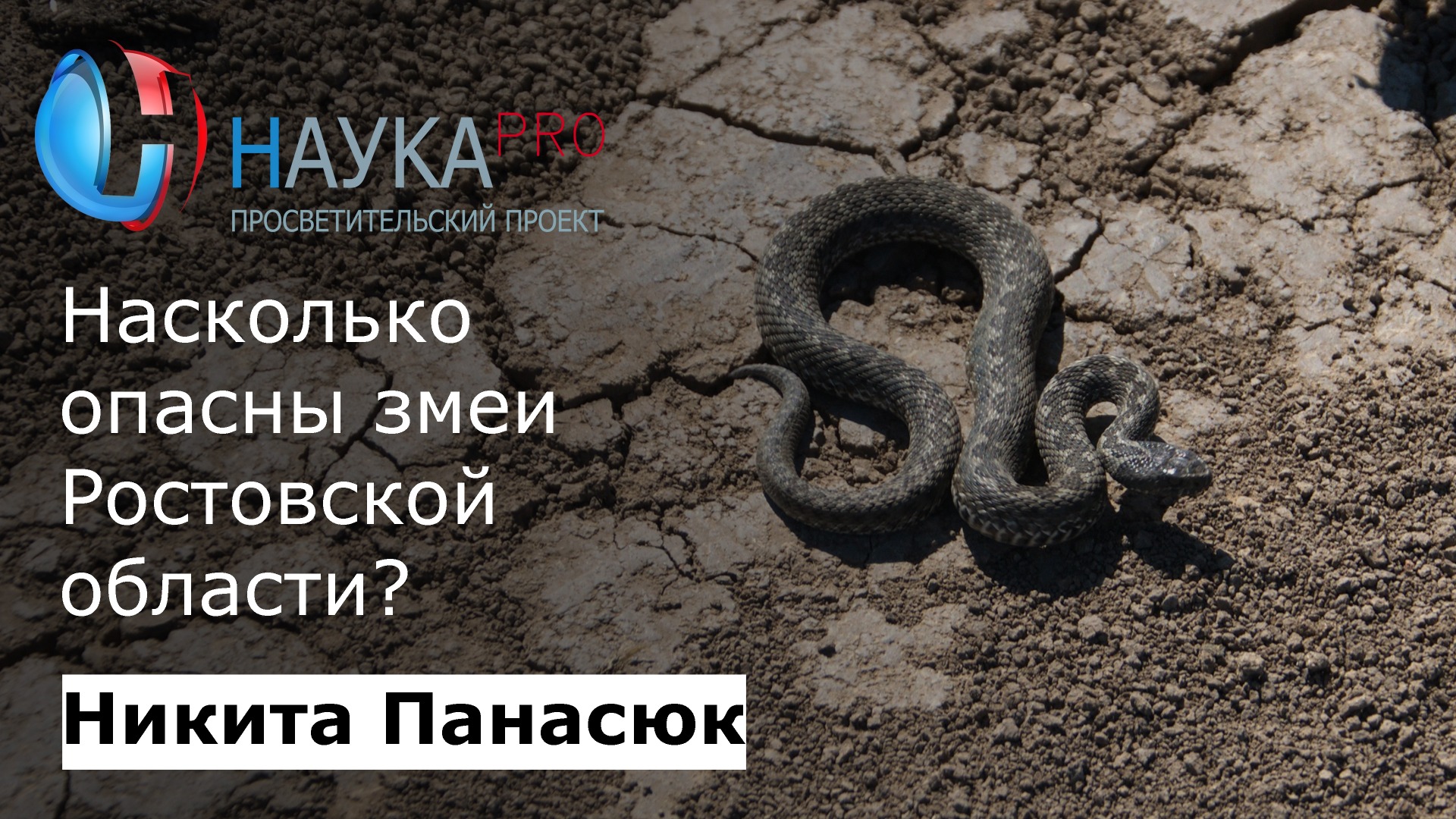Никита Панасюк - Насколько опасны змеи в Ростовской области?
